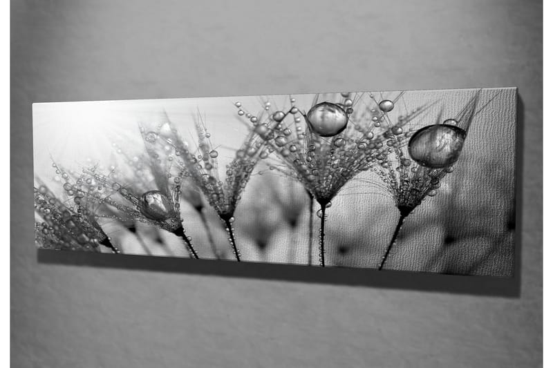 Lerretsbilde 80x30 cm - Svart-hvitt bilde av vanndråper på fjær - Svart / Hvit / Grå - Interiør - Maleri & posters - Lerretsbilder
