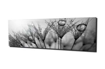 Lerretsbilde 80x30 cm - Svart-hvitt bilde av vanndråper på fjær - Svart / Hvit / Grå - Interiør - Maleri & posters - Lerretsbilder