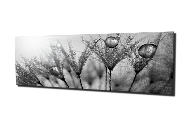 Lerretsbilde 80x30 cm - Svart-hvitt bilde av vanndråper på fjær, Svart / Hvit / Grå