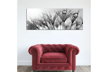 Lerretsbilde 80x30 cm - Svart-hvitt bilde av vanndråper på fjær - Svart / Hvit / Grå - Interiør - Maleri & posters - Lerretsbilder