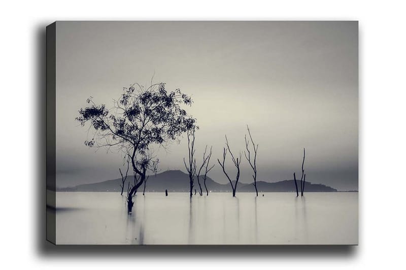 Lerretsbilde - Ensomt tre i tåkete vannlandskap, Svart / Grå / Hvit