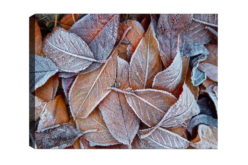 Lerretsbilde - Frosne høstblader i varme fargetoner, Oransje / Grå / Hvit