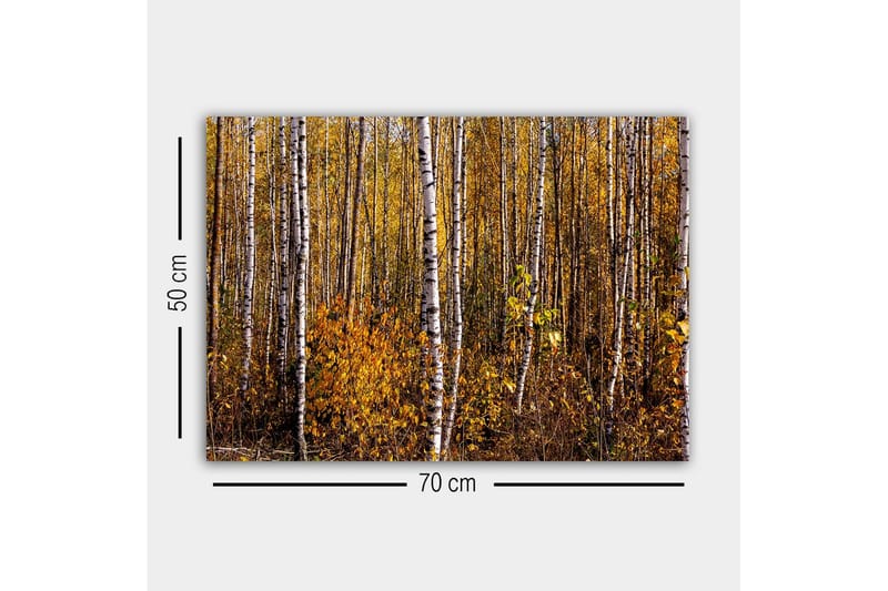 Lerretsbilde - Høstskog med bjørker og gylne blader - Gull / Hvit / Brun - Interiør - Maleri & posters - Lerretsbilder