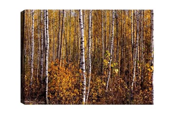 Lerretsbilde - Høstskog med bjørker og gylne blader - Gull / Hvit / Brun - Interiør - Maleri & posters - Lerretsbilder