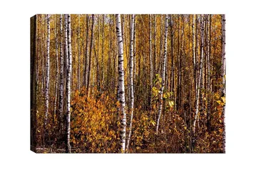 Lerretsbilde - Høstskog med bjørker og gylne blader - Gull / Hvit / Brun - Interiør - Maleri & posters - Lerretsbilder
