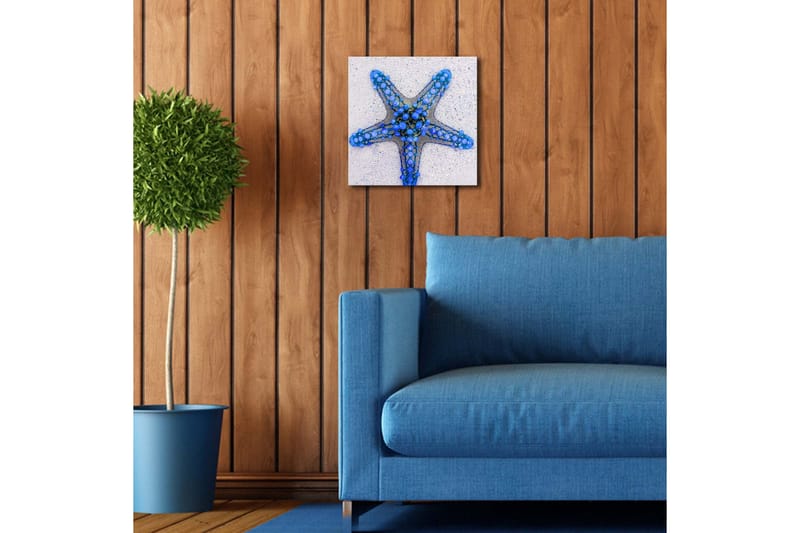 Lerretsbilde med LED-belysning 28x28 cm - Havstjerne i blå nyanser - Blå / Lys blå / Beige - Interiør - Maleri & posters - Lerretsbilder