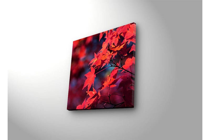 Lerretsbilde med LED-belysning 28x28 cm - Klart rødt lønneblad i høstfarger - Rød / Oransje / Mørk blå - Interiør - Maleri & posters - Lerretsbilder