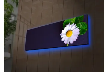 Lerretsbilde med LED-belysning 30x90 cm - Vakker tusenfryd med grønne blader på en mørk bakgrunn - Hvit / Grønn / Mørk blå - Interiør - Maleri & posters - Lerretsbilder