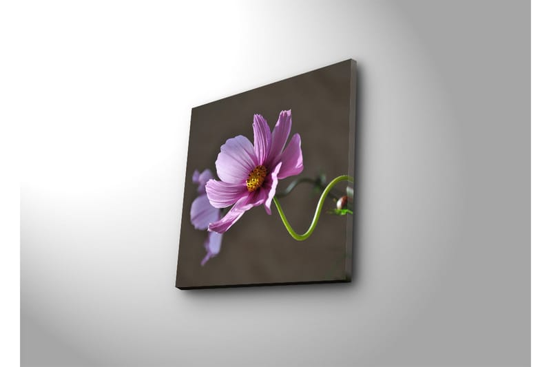 Lerretsbilde med LED-belysning 40x40 cm - Rosa blomster med grønn stilk - Rosa / Grønn - Interiør - Maleri & posters - Lerretsbilder