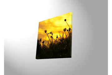 Lerretsbilde med LED-belysning 40x40 cm - Silhuett av blomster mot en gyllen solnedgang - Gull / Svart - Interiør - Maleri & posters - Lerretsbilder