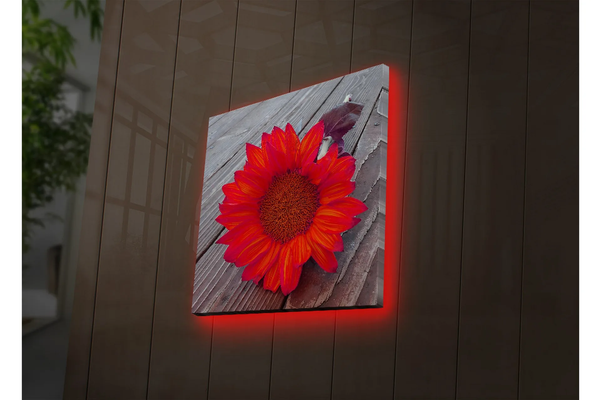 Lerretsbilde med LED-belysning 40x40 cm - Solsikke med intense røde og ...