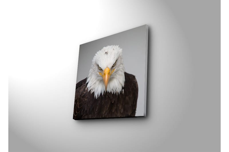 Lerretsbilde med LED-belysning 40x40 cm - Statlig havørn med intenst blikk - Hvit / Brun / Oransje - Interiør - Maleri & posters - Lerretsbilder
