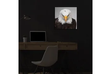 Lerretsbilde med LED-belysning 40x40 cm - Statlig havørn med intenst blikk - Hvit / Brun / Oransje - Interiør - Maleri & posters - Lerretsbilder