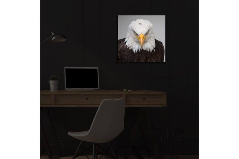 Lerretsbilde med LED-belysning 40x40 cm - Statlig havørn med intenst blikk - Hvit / Brun / Oransje - Interiør - Maleri & posters - Lerretsbilder
