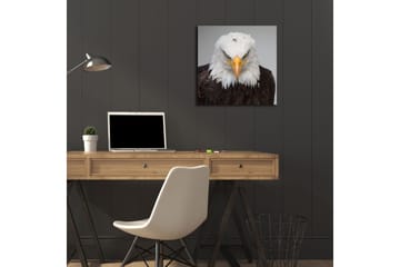 Lerretsbilde med LED-belysning 40x40 cm - Statlig havørn med intenst blikk - Hvit / Brun / Oransje - Interiør - Maleri & posters - Lerretsbilder