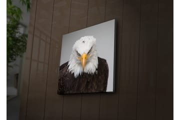 Lerretsbilde med LED-belysning 40x40 cm - Statlig havørn med intenst blikk - Hvit / Brun / Oransje - Interiør - Maleri & posters - Lerretsbilder