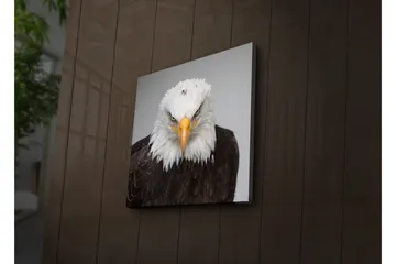 Lerretsbilde med LED-belysning 40x40 cm - Statlig havørn med intenst blikk - Hvit / Brun / Oransje - Interiør - Maleri & posters - Lerretsbilder