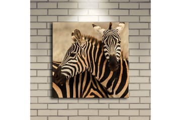 Lerretsbilde med LED-belysning 40x40 cm - To sebraer som står tett inntil hverandre - Svart / Beige / Hvit - Interiør - Maleri & posters - Lerretsbilder
