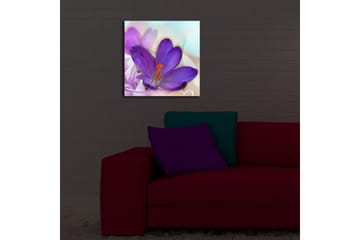 Lerretsbilde med LED-belysning 40x40 cm - Vakker krokusblomst i lilla nyanser - Lilla / Oransje / Grønn - Interiør - Maleri & posters - Lerretsbilder