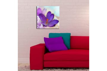 Lerretsbilde med LED-belysning 40x40 cm - Vakker krokusblomst i lilla nyanser - Lilla / Oransje / Grønn - Interiør - Maleri & posters - Lerretsbilder