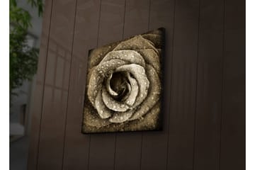 Lerretsbilde med LED-belysning 40x40 cm - Vakker rose med vanndråper - Beige / Brun / Grå - Interiør - Maleri & posters - Lerretsbilder