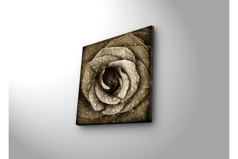 Lerretsbilde med LED-belysning 40x40 cm - Vakker rose med vanndråper - Beige / Brun / Grå - Interiør - Maleri & posters - Lerretsbilder