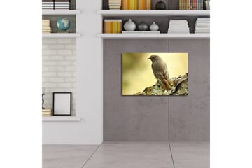 Lerretsbilde med LED-belysning 45x70 cm - Fugl sittende på en stein med myk bakgrunn - Grå / Oransje / Beige - Interiør - Maleri & posters - Lerretsbilder