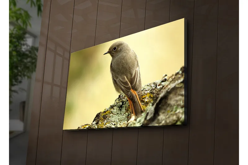 Lerretsbilde med LED-belysning 45x70 cm - Fugl sittende på en stein med myk bakgrunn - Grå / Oransje / Beige - Interiør - Maleri & posters - Lerretsbilder
