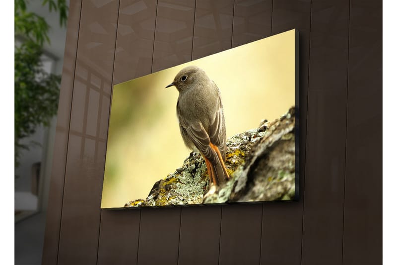 Lerretsbilde med LED-belysning 45x70 cm - Fugl sittende på en stein med myk bakgrunn - Grå / Oransje / Beige - Interiør - Maleri & posters - Lerretsbilder