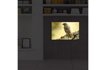 Lerretsbilde med LED-belysning 45x70 cm - Fugl sittende på en stein med myk bakgrunn - Grå / Oransje / Beige - Interiør - Maleri & posters - Lerretsbilder