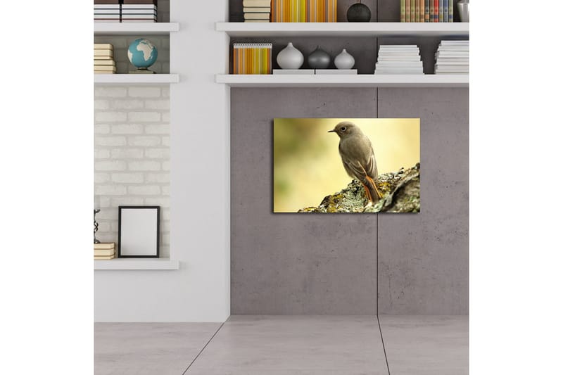 Lerretsbilde med LED-belysning 45x70 cm - Fugl sittende på en stein med myk bakgrunn - Grå / Oransje / Beige - Interiør - Maleri & posters - Lerretsbilder