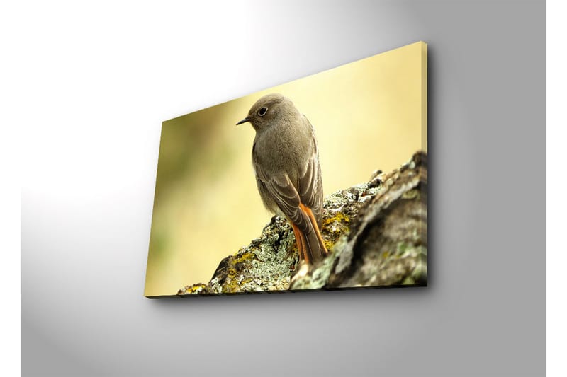 Lerretsbilde med LED-belysning 45x70 cm - Fugl sittende på en stein med myk bakgrunn - Grå / Oransje / Beige - Interiør - Maleri & posters - Lerretsbilder