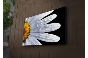 Lerretsbilde med LED-belysning 45x70 cm - Nærbilde av en tusenfryd med vanndråper på bladene - Hvit / Gul - Interiør - Maleri & posters - Lerretsbilder