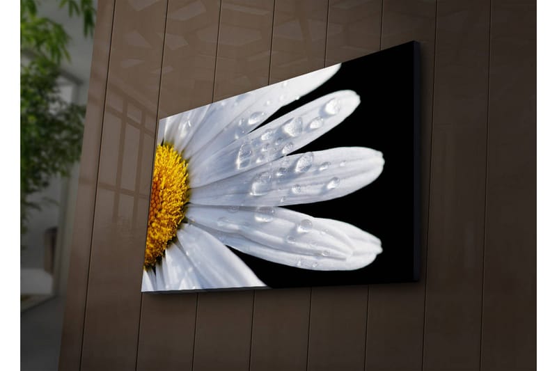Lerretsbilde med LED-belysning 45x70 cm - Nærbilde av en tusenfryd med vanndråper på bladene - Hvit / Gul - Interiør - Maleri & posters - Lerretsbilder