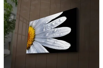 Lerretsbilde med LED-belysning 45x70 cm - Nærbilde av en tusenfryd med vanndråper på bladene - Hvit / Gul - Interiør - Maleri & posters - Lerretsbilder