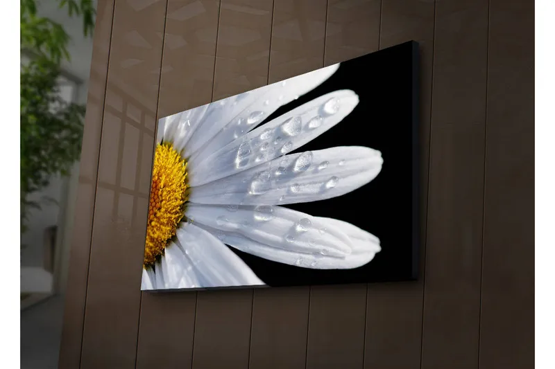 Lerretsbilde med LED-belysning 45x70 cm - Nærbilde av en tusenfryd med vanndråper på bladene - Hvit / Gul - Interiør - Maleri & posters - Lerretsbilder