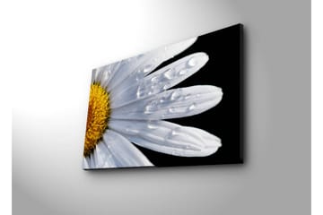 Lerretsbilde med LED-belysning 45x70 cm - Nærbilde av en tusenfryd med vanndråper på bladene - Hvit / Gul - Interiør - Maleri & posters - Lerretsbilder