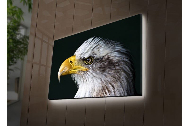 Lerretsbilde med LED-belysning 45x70 cm - Storslått ørn med intenst blikk - Hvit / Gul / Svart - Interiør - Maleri & posters - Lerretsbilder