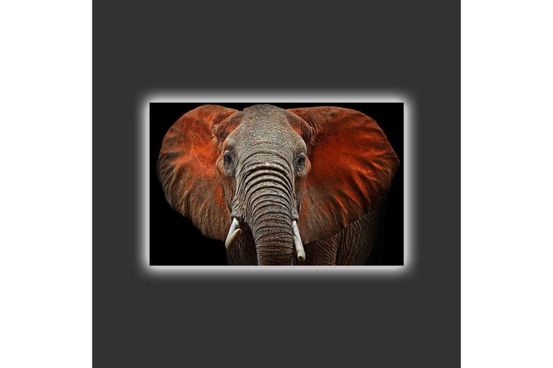 Lerretsbilde med LED-belysning - Elefant med majestetiske ører i dempede farger - Grå / Rød / Svart - Interiør - Maleri & posters - Lerretsbilder