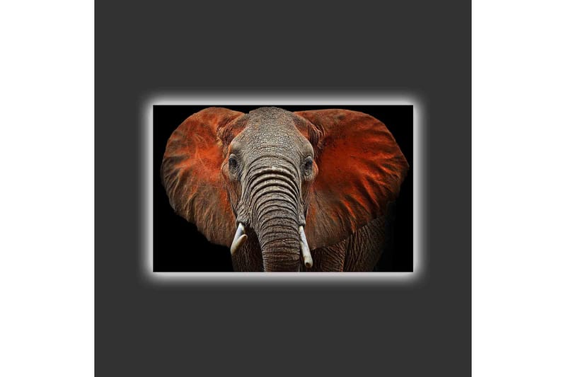 Lerretsbilde med LED-belysning - Elefant med majestetiske ører i dempede farger - Grå / Rød / Svart - Interiør - Maleri & posters - Lerretsbilder