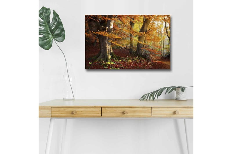 Lerretsbilde med LED-belysning - Høstlandskap med fargerike trær og blader - Oransje / Brun / Grønn - Interiør - Maleri & posters - Lerretsbilder