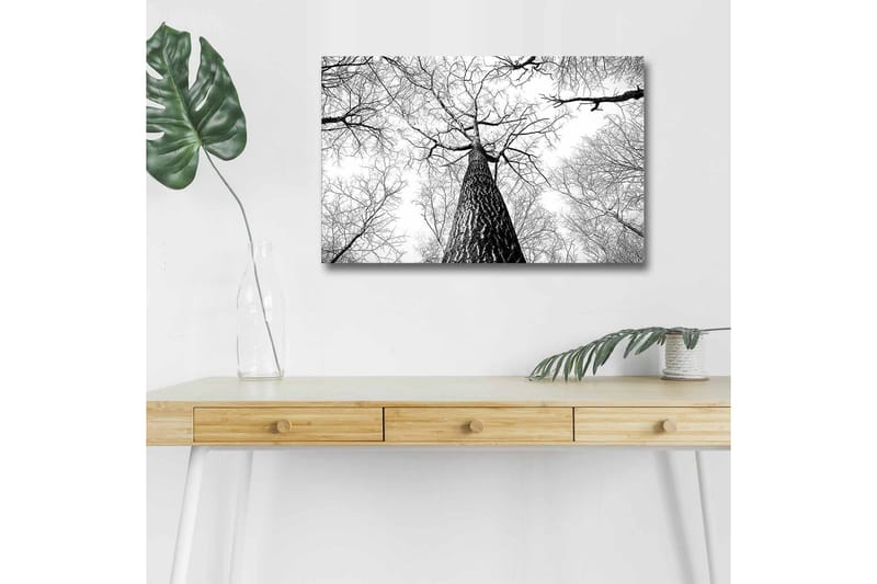 Lerretsbilde med LED-belysning - Høyt perspektiv av en furu med grener som strekker seg mot himmelen - Svart / Hvit - Interiør - Maleri & posters - Lerretsbilder