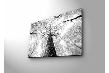 Lerretsbilde med LED-belysning - Høyt perspektiv av en furu med grener som strekker seg mot himmelen - Svart / Hvit - Interiør - Maleri & posters - Lerretsbilder