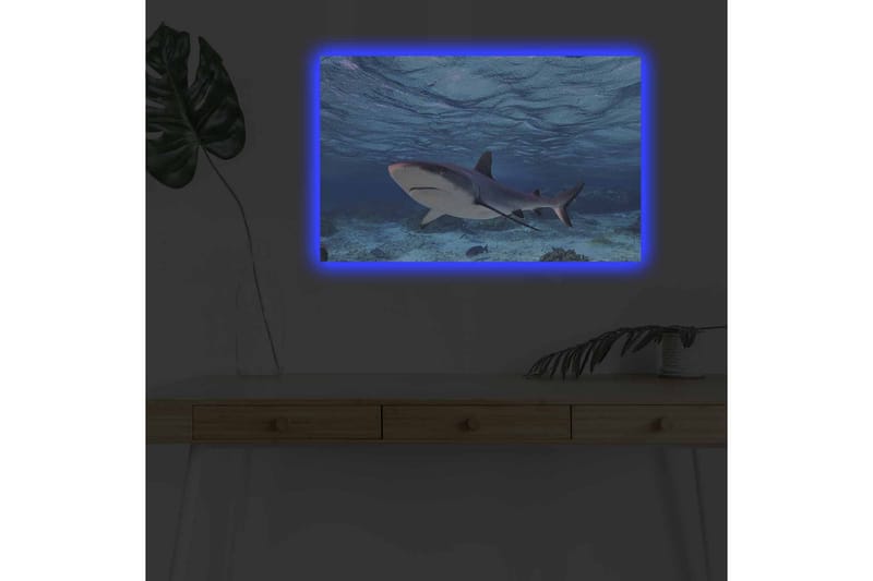Lerretsbilde med LED-belysning - Hai som svømmer i klart blått vann - Blå / Grå / Hvit - Interiør - Maleri & posters - Lerretsbilder