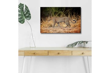 Lerretsbilde med LED-belysning - Leopard som sniker seg gjennom det tørre gresset - Gyllenbrun / Svart / Hvit - Interiør - Maleri & posters - Lerretsbilder