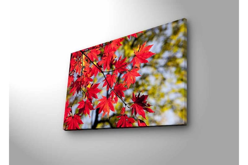Lerretsbilde med LED-belysning - Lysrøde lønneblader som henger fra en gren - Rød / Grønn - Interiør - Maleri & posters - Lerretsbilder