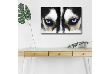 Lerretsbilde med LED-belysning - Nærbilde av en hund med intense blå øyne - Svart / Hvit / Blå - Interiør - Maleri & posters - Lerretsbilder