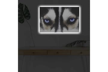Lerretsbilde med LED-belysning - Nærbilde av en hund med intense blå øyne - Svart / Hvit / Blå - Interiør - Maleri & posters - Lerretsbilder