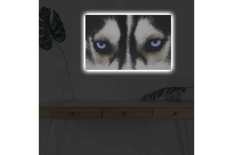 Lerretsbilde med LED-belysning - Nærbilde av en hund med intense blå øyne - Svart / Hvit / Blå - Interiør - Maleri & posters - Lerretsbilder