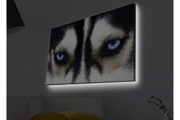 Lerretsbilde med LED-belysning - Nærbilde av en hund med intense blå øyne - Svart / Hvit / Blå - Interiør - Maleri & posters - Lerretsbilder